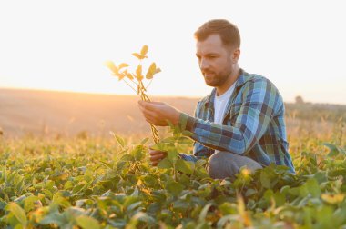 Gün batımında soya ekinlerini inceleyen genç tarımcı sağlıklı büyüme ve hasat potansiyelini değerlendirmeye çalışıyor.
