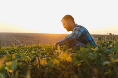 Gün batımında soya bitkilerini kontrol eden çiftçi, ekili bir alanda tarım uzmanlığı ve adanmışlığı somutlaştırıyor.