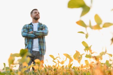 Emin çiftçi soya ekinlerinin arasında gururla duruyor, kollarını kavuşturup tarlasının üzerinde altın gün batımını izliyor.