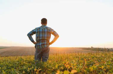 Kendine güvenen çiftçinin elleri kalçasında, gün batımında soya fasulyesi mahsulünü gururla gözlemlemesi, bir umut ve tarım alanında sıkı çalışmanın sembolü.