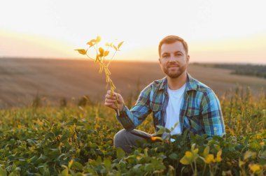 Günbatımında ekili bir tarlada soya dalını inceleyen çiftçi, tarımsal başarı ve sürdürülebilir tarım uygulamaları sergiliyor