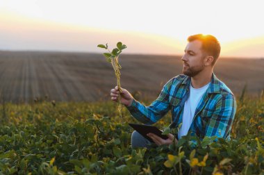 Soya bitkisini analiz eden ve gün batımında tarlada dijital tablet kullanan çiftçi, tarım teknolojisi ve mahsul izleme