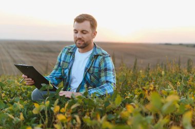 Agronomist, altın saat boyunca soya tarlasında ekinleri incelerken panoya not alıyor.