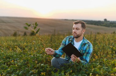 Tarladaki soya bitkisini inceleyen çiftçi, pano tutuyor, gün batımında büyüme ve verimi değerlendiriyor, tarımsal çalışmalar gösteriyor