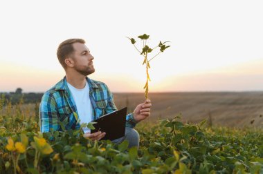 Gün batımında soya fasulyelerini pano ile analiz eden tarım arazisindeki büyüme ve sağlığı değerlendiren bir tarım uzmanı.