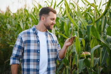 Mutlu çiftçi, parlak bir yaz gününde sıcak güneşin altında canlı mısır tarlalarını teftiş ediyor.