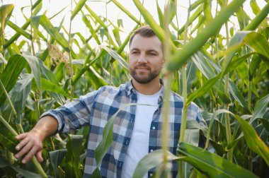 Kendine güvenen çiftçi ekili mısır tarlalarında yürüyor, bitkileri inceliyor ve ekinlerin büyüme sürecini kontrol ediyor.