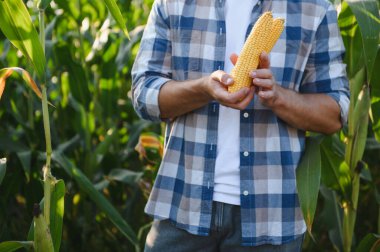 Hasat mevsiminde ekili mısır tarlasında olgun mısır koçanı teftiş eden çiftçi kalite ve bolluk sağlar.
