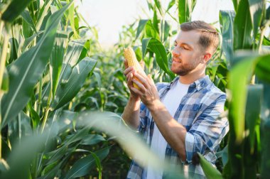 Mutlu çiftçi, güzel bir yaz günü, güneşin altında verimli mısır tarlalarının ortasında olgun bir mısır koçanı teftiş ediyor.