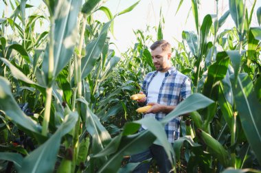 Canlı hasat mevsiminde canlı mısır tarlasını incelerken taze mısır koçanı toplayan mutlu çiftçi.