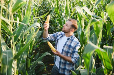 Yeşillik, ekilmiş tarlalarda olgun mısır koçanları tutan ve denetleyen çiftçi başarılı bir hasat sağlar.