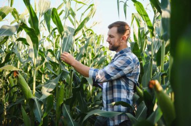 Tarladaki mısır bitkilerinin kalitesini inceleyen çiftçi sağlıklı bir büyüme ve başarılı bir hasat sağlıyor.