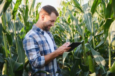 Yaz güneşli bir günde ekili tarlalarda mısır saplarını incelerken panoya notlar yazan mutlu tarım uzmanları.