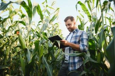 Mısır saplarını inceleyen ve panoya not alan çiftçi, ekili tarım alanındaki bitkilerin büyüme ve sağlığını değerlendiriyor