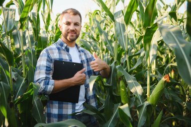 Mutlu tarım uzmanı elinde bir pano tutarken ve baş parmağını kaldırırken gururla güneşin altındaki canlı mısır tarlasında