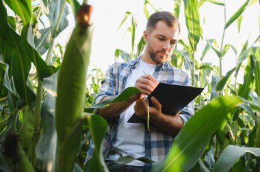 Çiftçi mısır saplarını ve yapraklarını inceliyor, panoya not alıyor, ekili alandaki bitkilerin büyümesini ve sağlığını değerlendiriyor.