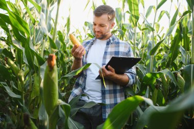 Bir mısır koçanı ve pano tutan çiftçi yaz güneşi altında verimli bir mısır tarlasında hasatı teftiş ediyor, kalite kontrolü sağlıyor.