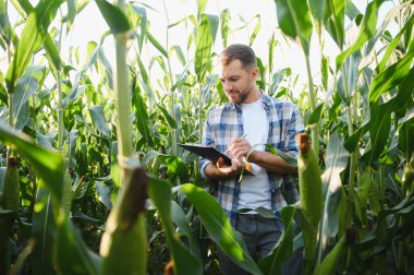 Genç çiftçi, ekili tarlalarda yetişen mısır mahsullerini incelerken panoya notlar yazıyor.