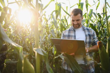 Mısır tarlasında dizüstü bilgisayarla verileri analiz eden çiftçi, gelişmiş ürün büyümesi için modern hassas tarım teknikleri uyguluyor