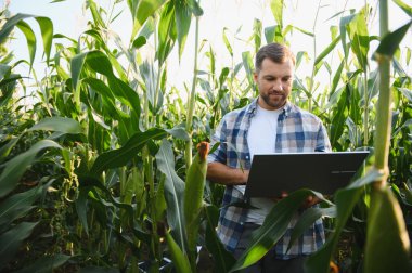 Diz üstü bilgisayar kullanarak mısır ürünlerini analiz eden çiftçi, hasat ve sürdürülebilir tarım uygulamalarını geliştirmek için hassas tarım teknikleri uyguluyor