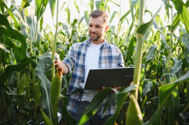 Diz üstü bilgisayar kullanarak mısır büyümesini analiz eden çiftçi, daha iyi ürün ve sürdürülebilir tarım uygulamaları için modern tarım teknolojileri uyguluyor