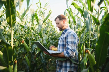 Bir mısır tarlasında ekinlerini incelerken dizüstü bilgisayar kullanan çiftçi, tarım alanında modern teknoloji uyguluyor.