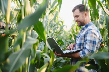 Diz üstü bilgisayar kullanarak mısır ekinlerini analiz eden çiftçi, verimi artırmak ve sürdürülebilir tarım için modern hassas tarım teknikleri uyguluyor