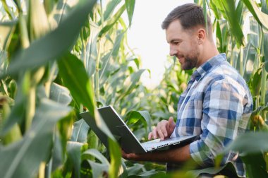 Mutlu çiftçi mısır tarlasını incelemek ve yönetmek için dizüstü bilgisayar kullanıyor, teknolojiyi geleneksel tarım uygulamalarıyla harmanlıyor