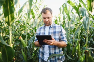 Yeşillik bir alanda mısır ekinlerini incelemek için dijital tablet kullanan çiftçi, modern teknolojiyle geleneksel tarım uygulamalarını birleştiriyor.