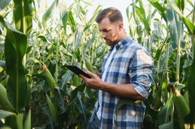 Tarlada mısır büyümesini denetlemek için dijital tablet teknolojisi kullanan çiftçi, verimli hasat için tarım uygulamalarını optimize ediyor