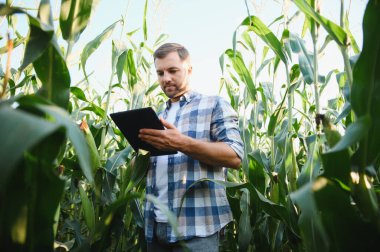 Tarlada yetiştirilmiş mısır tarlalarında dijital tablet teknolojisi kullanan çiftçi, veri toplayıp ürün büyümesini analiz ediyor