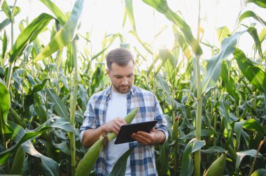 Mısır büyümesini analiz eden çiftçi ve güneşli bir mısır tarlasında veri toplamak için bir tablet kullanarak tarım teknolojisi sergiliyor.