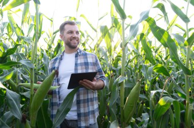 Bir tablet kullanan ve mısır ekinlerini inceleyen mutlu çiftçi, daha iyi ürün ve kalite için modern teknolojiyi tarımda uyguluyor.