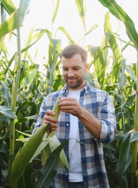 Mutlu çiftçi gün batımında ekili bir tarlada mısır koçanı kalitesini kontrol ederek, verimli bir hasat sağlar.