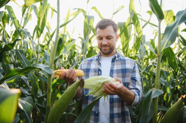 Mutlu çiftçi gün batımında ekili tarlada olgun mısır koçanı inceliyor, başarılı hasatın tadını çıkarıyor.