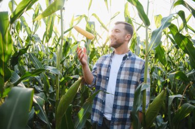 Canlı bir mısır tarlasında mısır koçanıyla hokkabazlık yapan mutlu çiftçi güneş batarken başarılı bir hasatın tadını çıkarıyor.