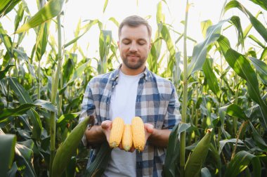 Çiftçi, verimli yeşil mısır saplarının arasında olgun mısır koçanları sergiliyor. Başarılı bir hasatın özünü somutlaştırıyor.