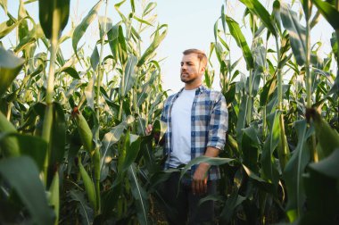 Çiftçi mısır tarlasında yürüyor, güneşli bir gökyüzünün altında, yemyeşil bitkiler ve kırsal güzelliklerle çevrili sağlıklı bir büyüme için ekinleri inceliyor.