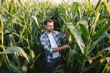 Çiftçi ekinlerini gün batımında ekili bir tarlada inceleyerek sağlıklı bir büyüme ve bol miktarda hasat sağlıyor.