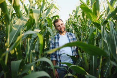 Tarlaların arasında dikilen ekili mısır tarlaları, gün batımının ılık parıltısı altında mahsulleri teftiş eden, yaz işçiliğinin meyvelerinin tadını çıkaran çiftçi.