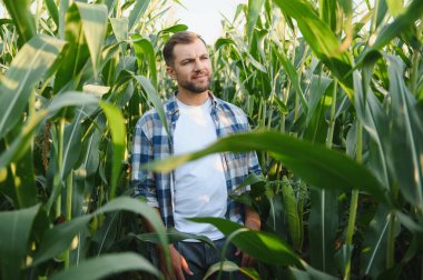 Bereketli bir mısır tarlasında duran çiftçi canlı bitkileri inceleyip yaz güneşi altında büyümelerini değerlendiriyor.