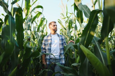 Bereketli bir mısır tarlasında yürüyen çiftçi, günbatımının ılık parıltısında güneşlenirken bitkileri inceler, huzurlu kırsal manzaranın tadını çıkarır.