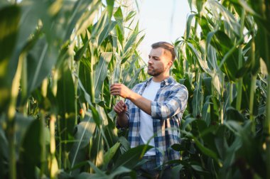 Çiftçi, canlı bir günbatımında ekili tarlalarda mısır mahsullerini teftiş ediyor. Kırsal hayatın ve doğanın cömertliğinin tadını çıkarıyor.