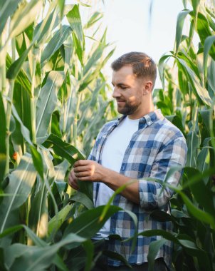 Çiftçi, ekili bir tarladaki mısır bitkilerinin sağlığını ve büyümesini denetliyor ve başarılı bir hasat sağlıyor.