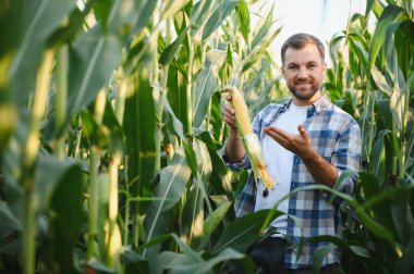 Çiftçi mısır koçanı ve büyük ekinlerini hasat mevsiminde gösteriyor, işiyle gurur duyuyor.