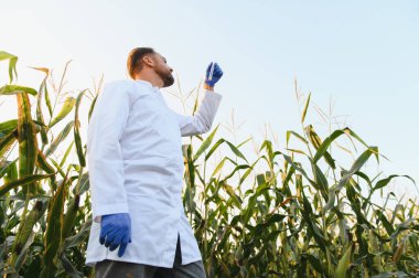 Koruyucu eldivenlerdeki bilim adamları tarladaki mısır bitkilerini inceliyor, tarımsal araştırma ve geliştirme için büyüme ve sağlığı analiz ediyor.