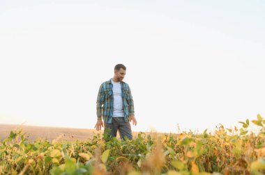 Gün batımında canlı bir soya tarlasında yürüyen çiftçi, sakin kırsal manzaranın tadını çıkarırken ekin sağlığını ve büyümesini inceliyor.