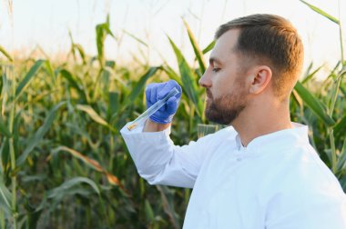 Tarım bilimcisi, ekili alandaki mısır tohumlarını inceleyerek sağlıklı ürünler için kalite kontrolü yapıyor.