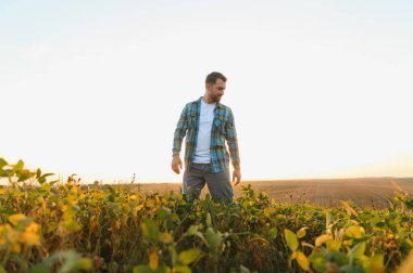 Gün batımında yemyeşil bir soya tarlasında yürüyen çiftçi, ekinleri inceliyor ve akşam gökyüzünün canlı renklerinin tadını çıkarıyor.