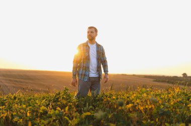Çiftçi gün batımında yemyeşil bir soya çiftliğini teftiş ediyor, canlı bir büyüme sağlıyor ve kırsal kesimde verimli bir hasat için hazırlanıyor.
